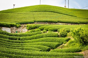 10 zaujímavostí o zbere japonského zeleného čaju