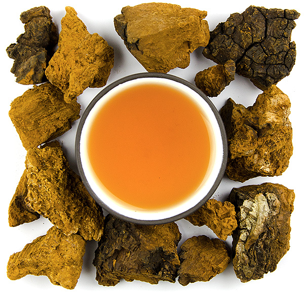 Chaga (Inonotus obliquus)